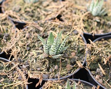 Haworthia 'Big Band'