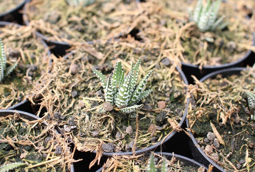 Haworthia 'Big Band' - Haworthia fasciata 'Big Band'