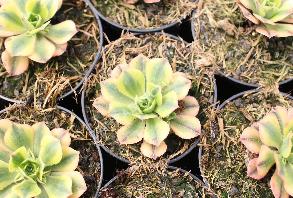 Aeonium, růžicovka 'Starburst' - Aeonium davidbramwellii 'Starburst'
