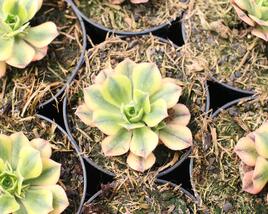 Aeonium, růžicovka 'Starburst'