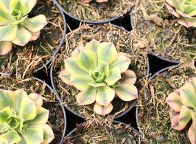 Aeonium, růžicovka 'Starburst' - Aeonium davidbramwellii 'Starburst'