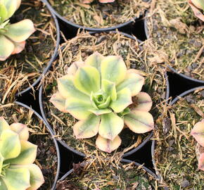 Eonium, růžicovka 'Starburst' - Aeonium davidbramwellii 'Starburst'
