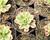 Aeonium, růžicovka 'Starburst'