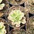 Aeonium davidbramwellii 'Starburst'.JPG