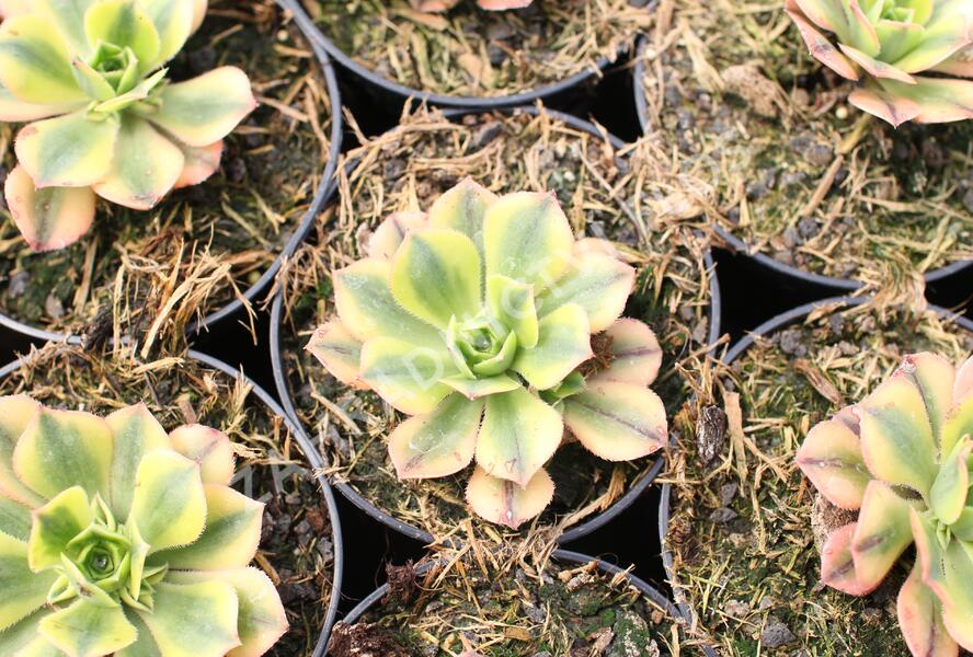 Aeonium, růžicovka 'Starburst' - Aeonium davidbramwellii 'Starburst'
