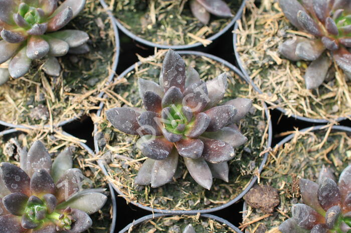 Dužnatka - Echeveria affinis