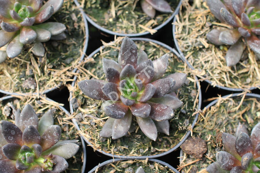 Dužnatka - Echeveria affinis