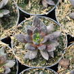 Dužnatka - Echeveria affinis