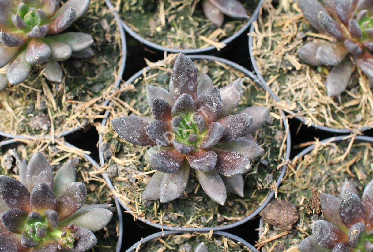Dužnatka - Echeveria affinis