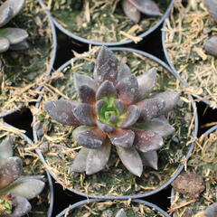 Dužnatka - Echeveria affinis