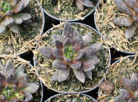 Dužnatka - Echeveria affinis