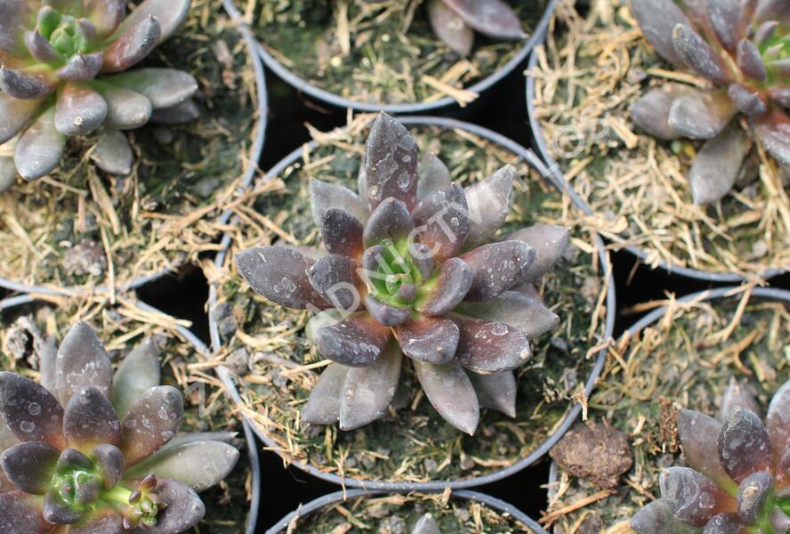 Dužnatka - Echeveria affinis