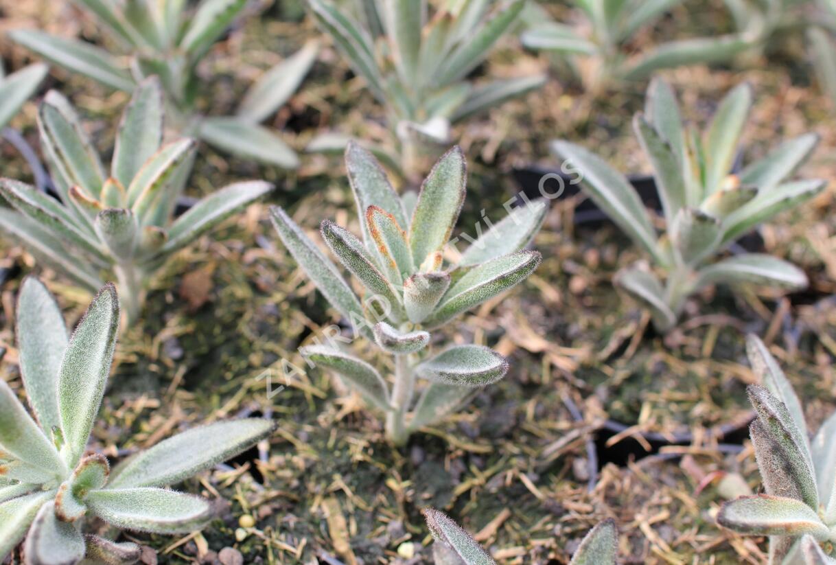 Kalanchoe, kolopejka 'Brownie' - Kalanchoe tomentosa 'Brownie'