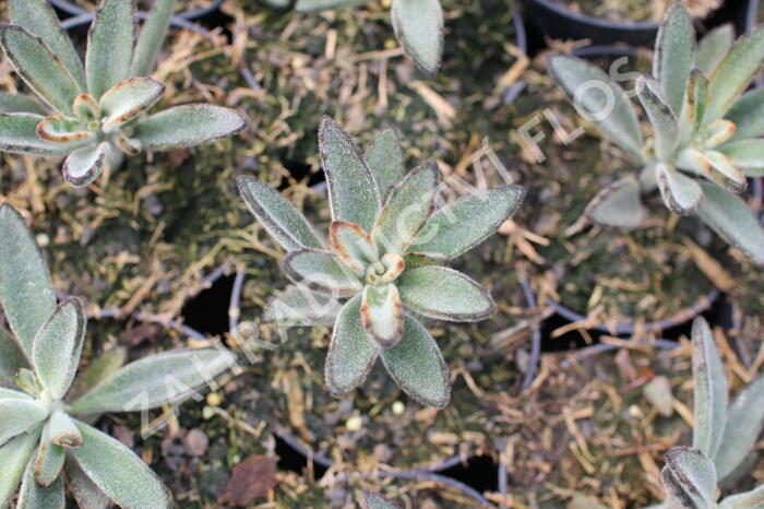 Kalanchoe, kolopejka 'Brownie' - Kalanchoe tomentosa 'Brownie'