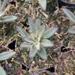 Kalanchoe, kolopejka 'Brownie' - Kalanchoe tomentosa 'Brownie'