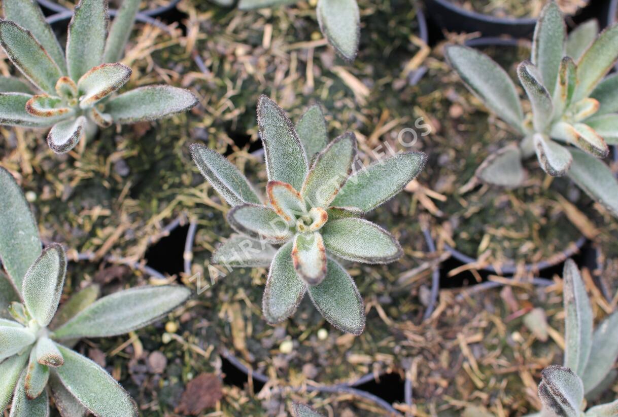 Kalanchoe, kolopejka 'Brownie' - Kalanchoe tomentosa 'Brownie'