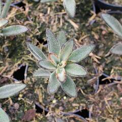 Kalanchoe, kolopejka 'Brownie' - Kalanchoe tomentosa 'Brownie'