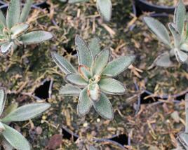 Kalanchoe, kolopejka 'Brownie'
