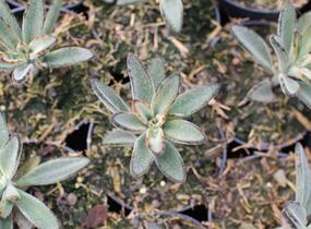 Kalanchoe, kolopejka 'Brownie' - Kalanchoe tomentosa 'Brownie'