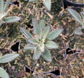 Kalanchoe, kolopejka 'Brownie' - Kalanchoe tomentosa 'Brownie'