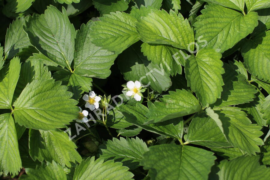 Jahodník jednouplodící 'Twist' - Fragaria ananassa 'Twist'