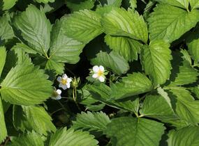 Jahodník jednouplodící 'Twist' - Fragaria ananassa 'Twist'