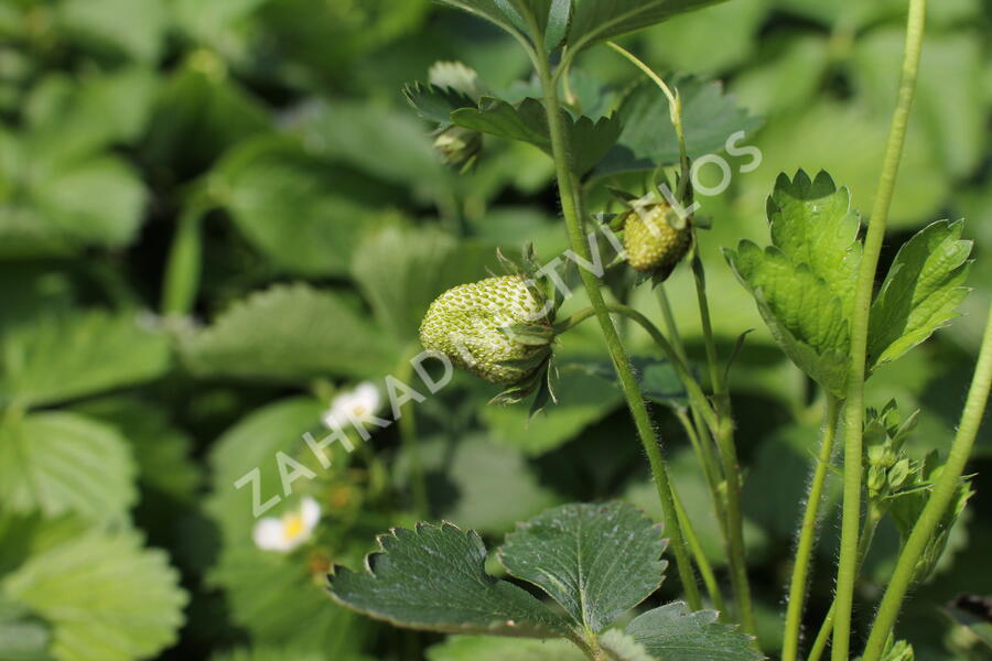 Jahodník jednouplodící 'Twist' - Fragaria ananassa 'Twist'