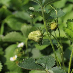 Jahodník jednouplodící 'Twist' - Fragaria ananassa 'Twist'
