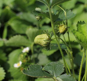 Jahodník jednouplodící 'Twist' - Fragaria ananassa 'Twist'