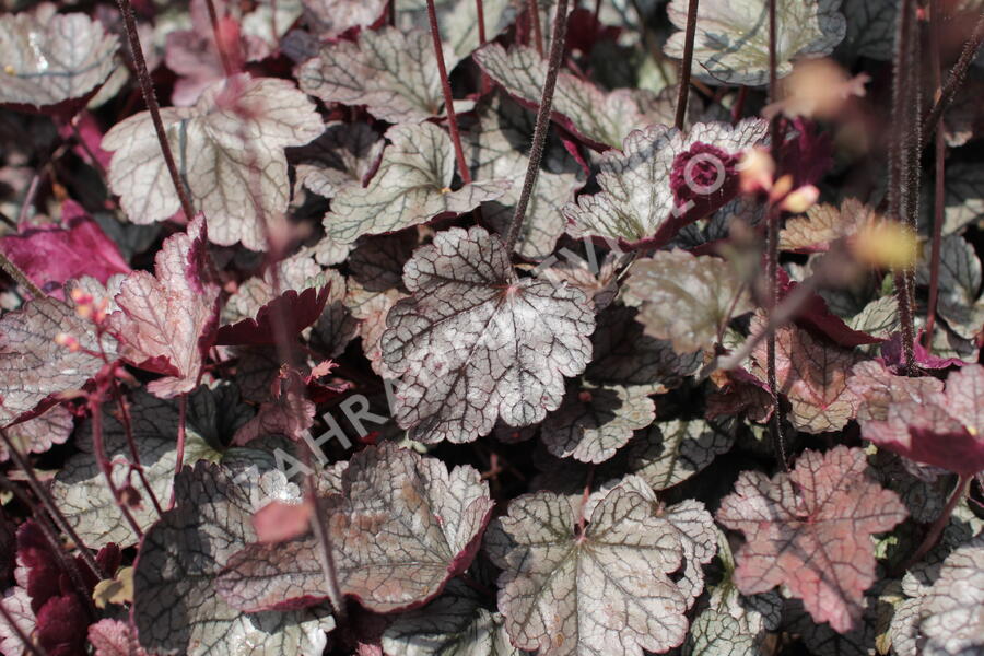 Dlužela 'Quicksilver' - Heucherella hybrida 'Quicksilver'