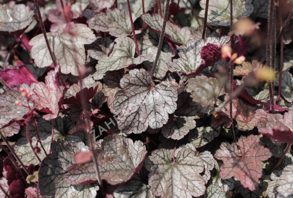Dlužela 'Quicksilver' - Heucherella hybrida 'Quicksilver'
