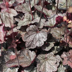 Dlužela 'Quicksilver' - Heucherella hybrida 'Quicksilver'