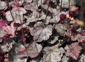 Dlužela 'Quicksilver' - Heucherella hybrida 'Quicksilver'