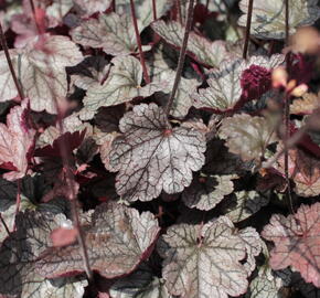 Dlužela 'Quicksilver' - Heucherella hybrida 'Quicksilver'