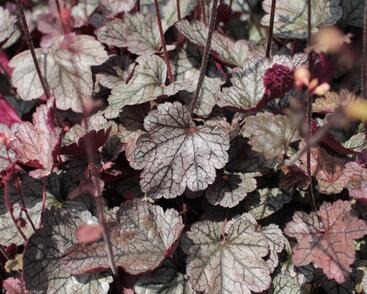 Dlužela 'Quicksilver'