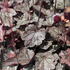 Heucherella hybrida 'Quicksilver'_01.JPG
