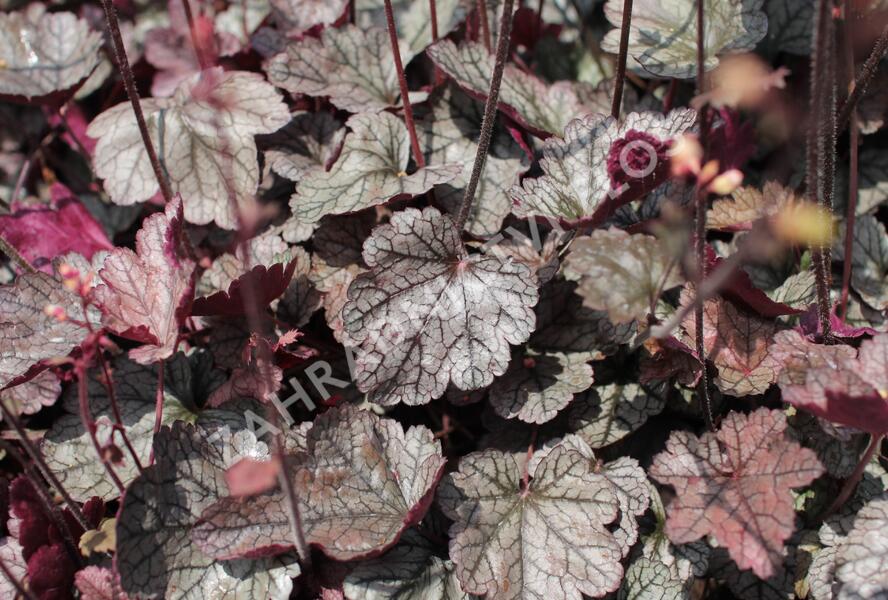 Dlužela 'Quicksilver' - Heucherella hybrida 'Quicksilver'