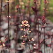 Dlužela 'Quicksilver' - Heucherella hybrida 'Quicksilver'