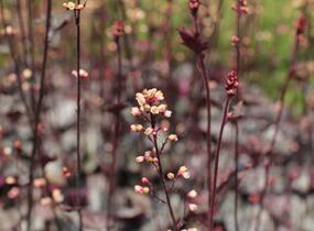Dlužela 'Quicksilver' - Heucherella hybrida 'Quicksilver'