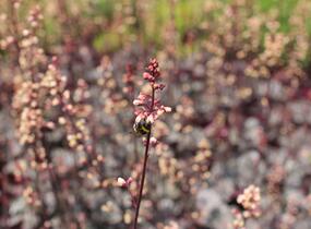 Dlužela 'Quicksilver' - Heucherella hybrida 'Quicksilver'