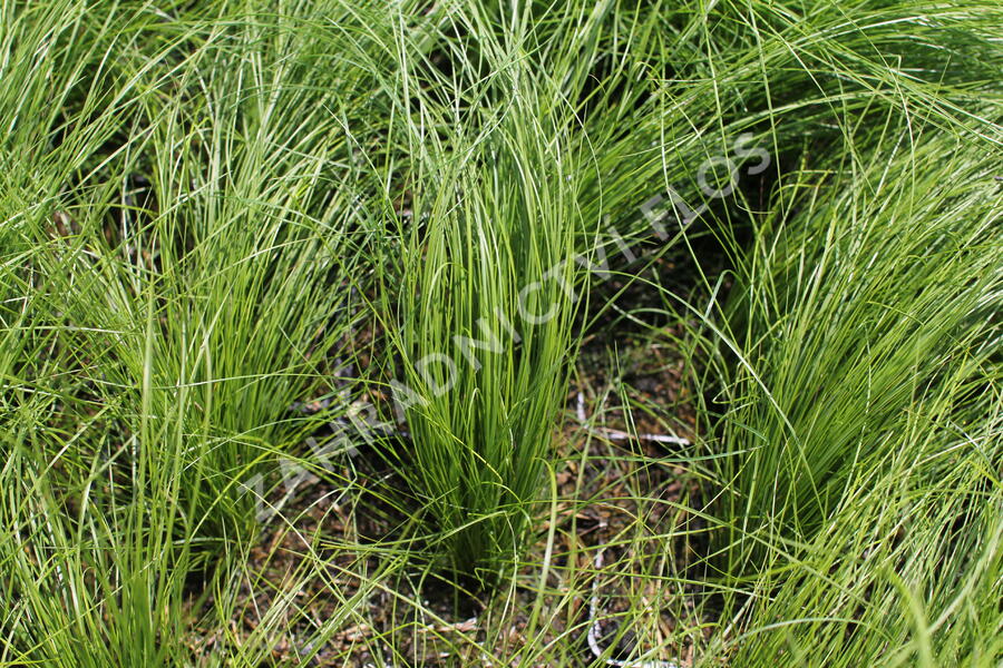 Kavyl andský - Stipa ichu