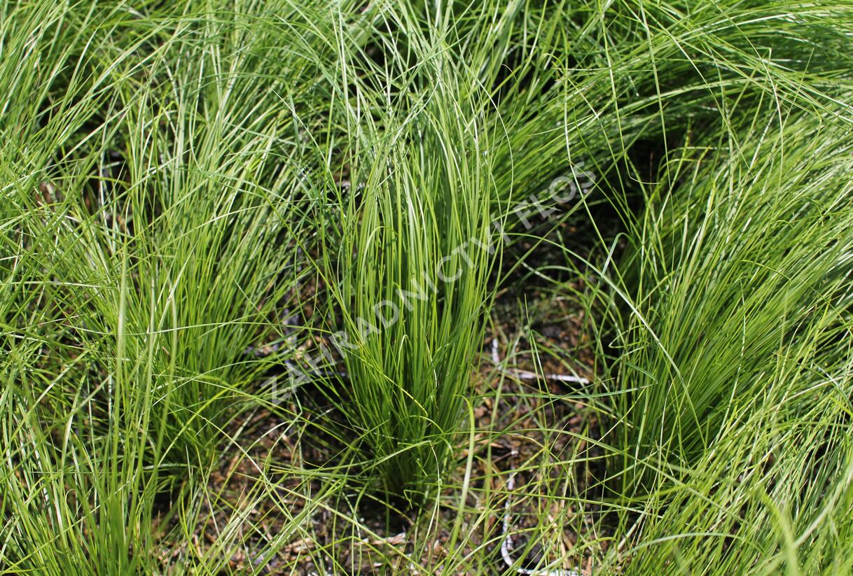 Kavyl andský - Stipa ichu