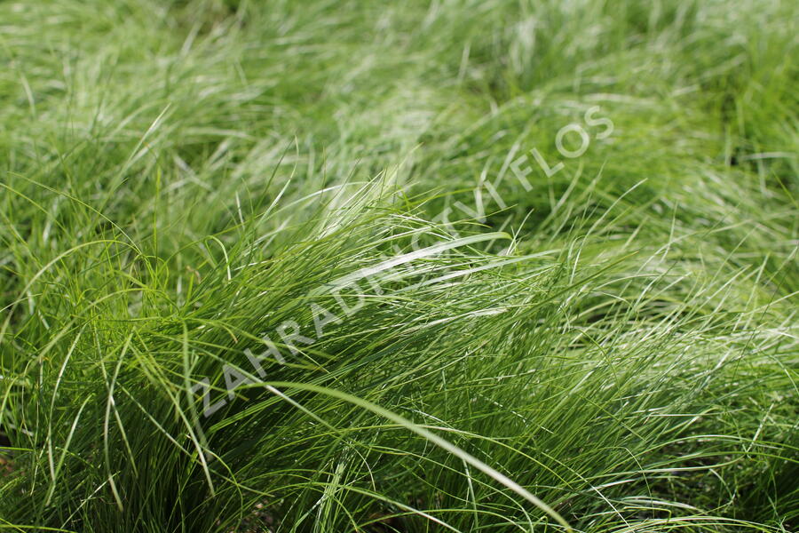 Kavyl andský - Stipa ichu