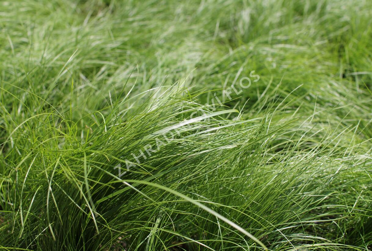 Kavyl andský - Stipa ichu