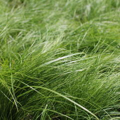 Kavyl andský - Stipa ichu