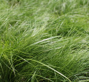 Kavyl andský - Stipa ichu