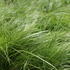 Stipa ichu.JPG