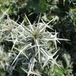 Máčka různolistá - Eryngium variifolium