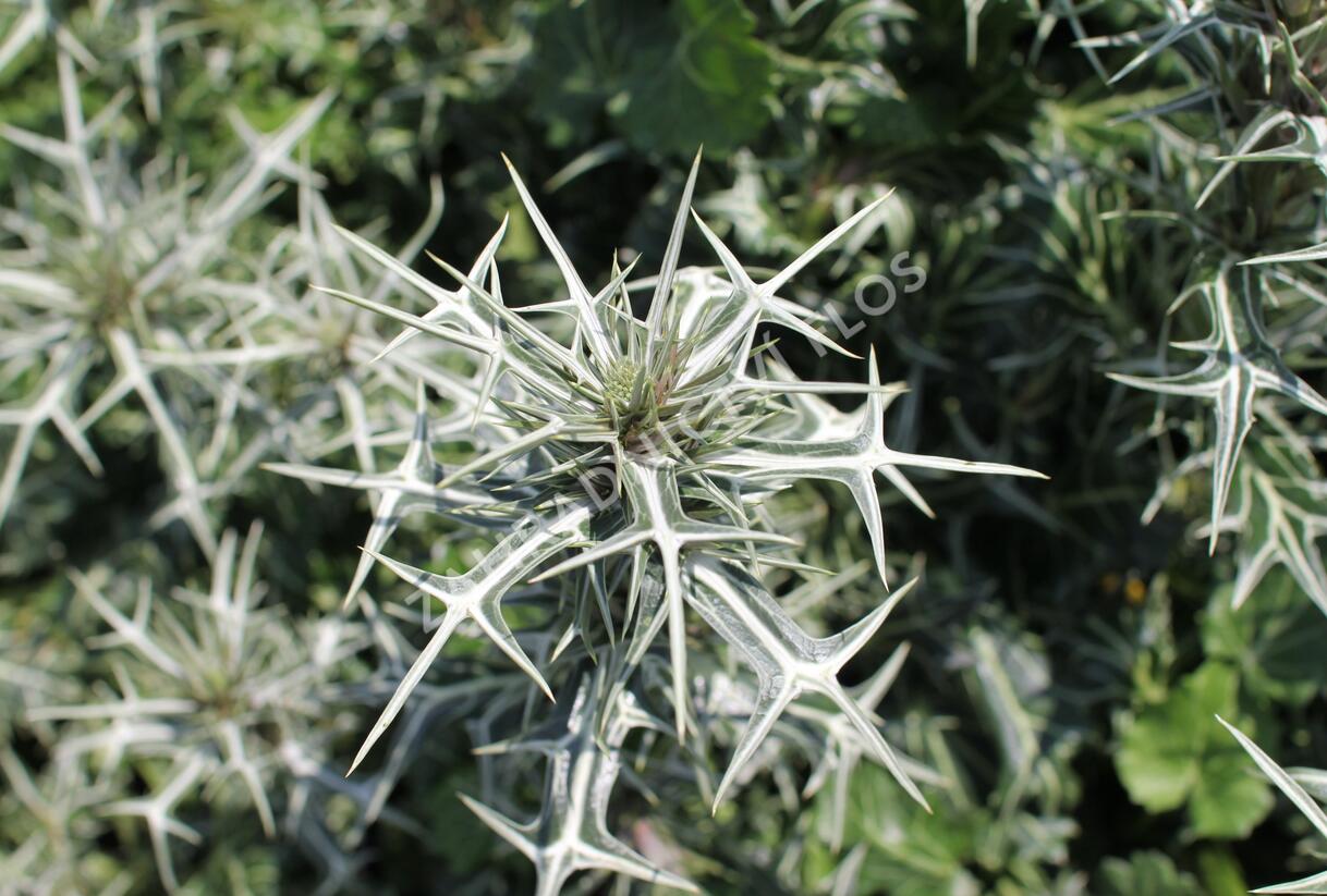 Máčka různolistá - Eryngium variifolium