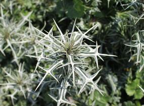 Máčka různolistá - Eryngium variifolium
